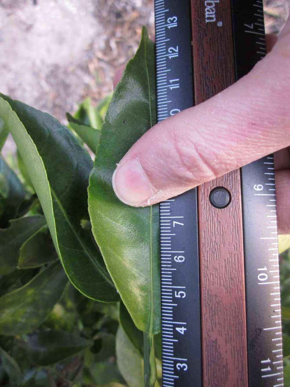              Unifoliolate leaf (Winter Haven, FL)       